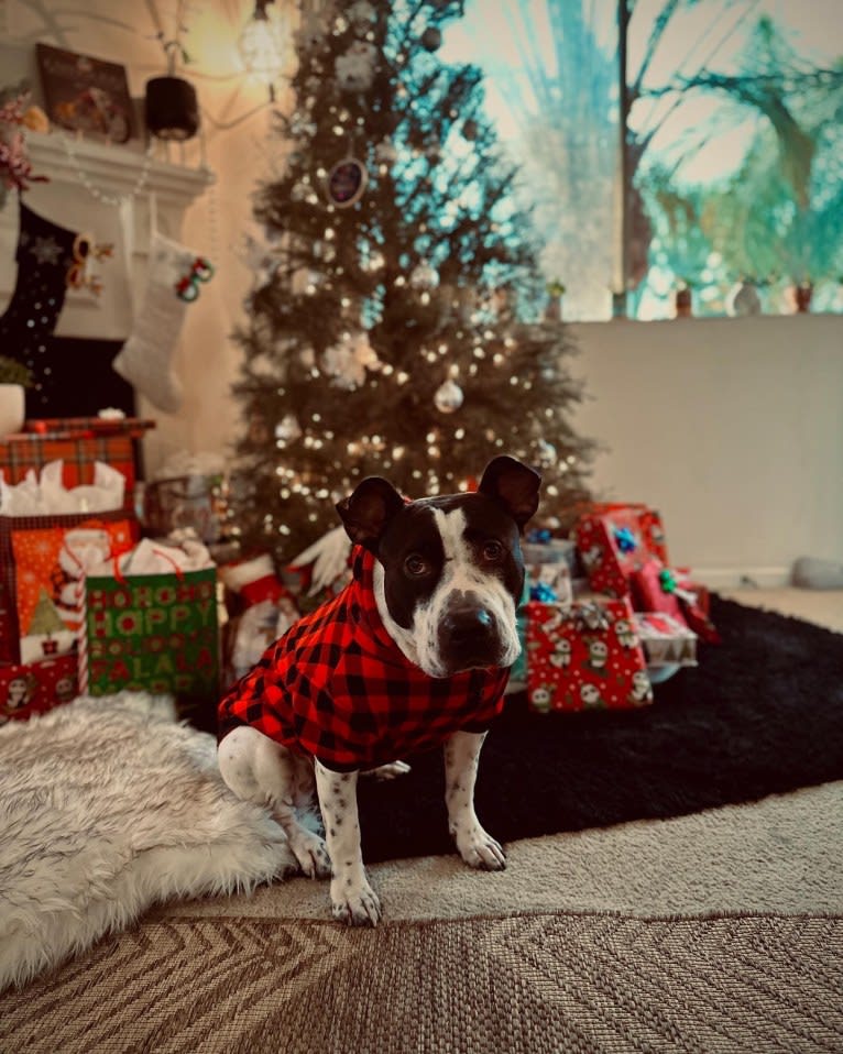 Rita, an American Bully and American Pit Bull Terrier mix tested with EmbarkVet.com