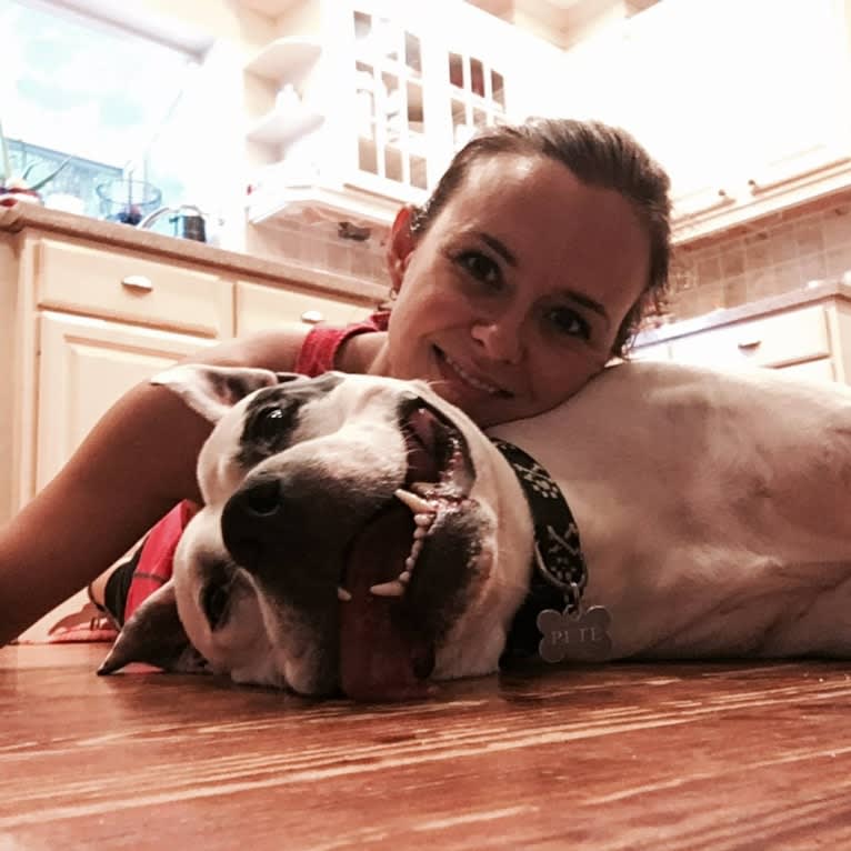 Pete, an American Pit Bull Terrier tested with EmbarkVet.com