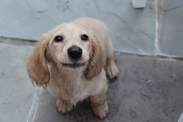 Oliver (Ollie) von Frederick, a Dachshund tested with EmbarkVet.com