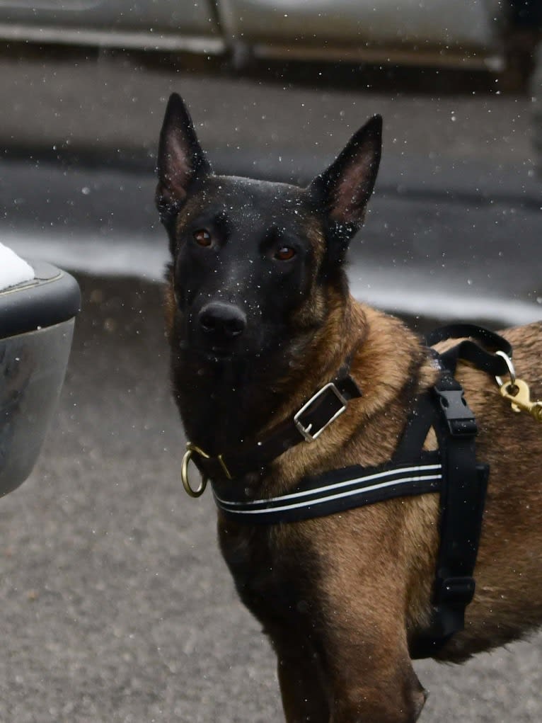 Maverick, a Belgian Shepherd tested with EmbarkVet.com