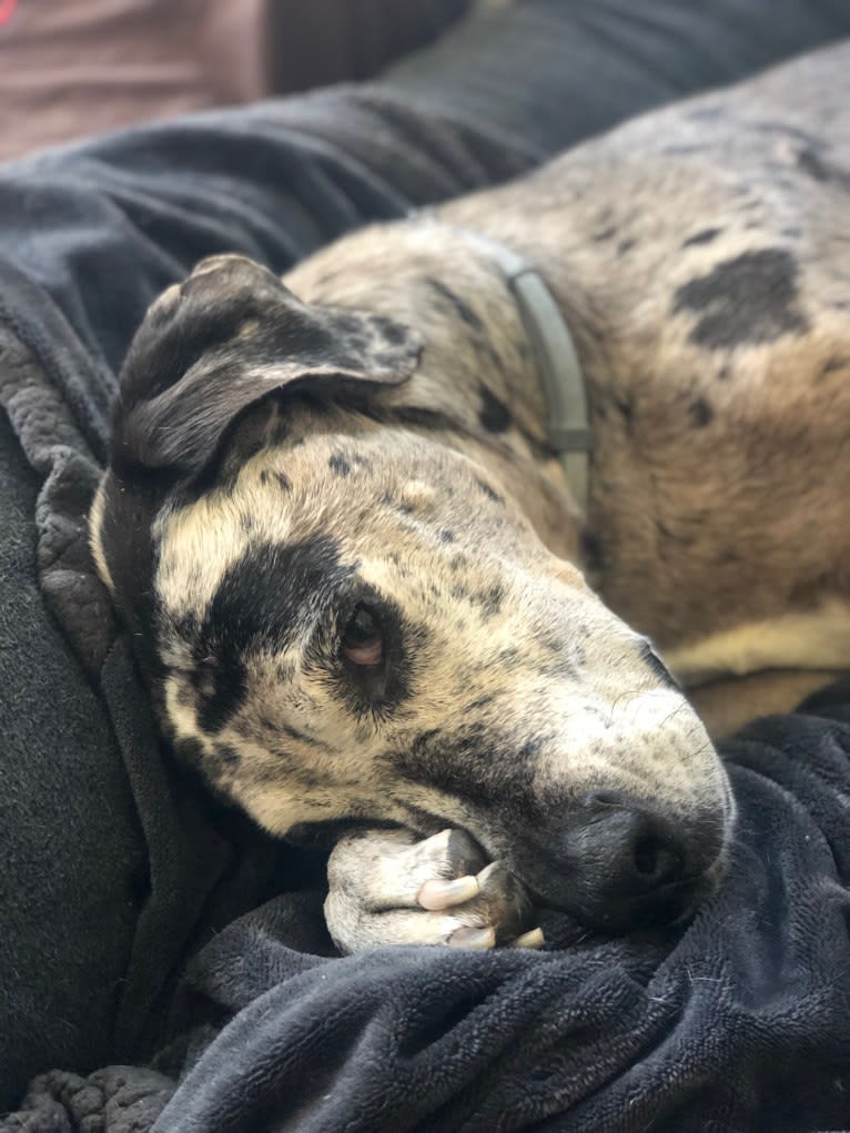 Nick, a Great Dane and Boxer mix tested with EmbarkVet.com