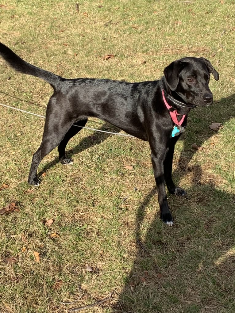 Suki, a Golden Retriever and Labrador Retriever mix tested with EmbarkVet.com