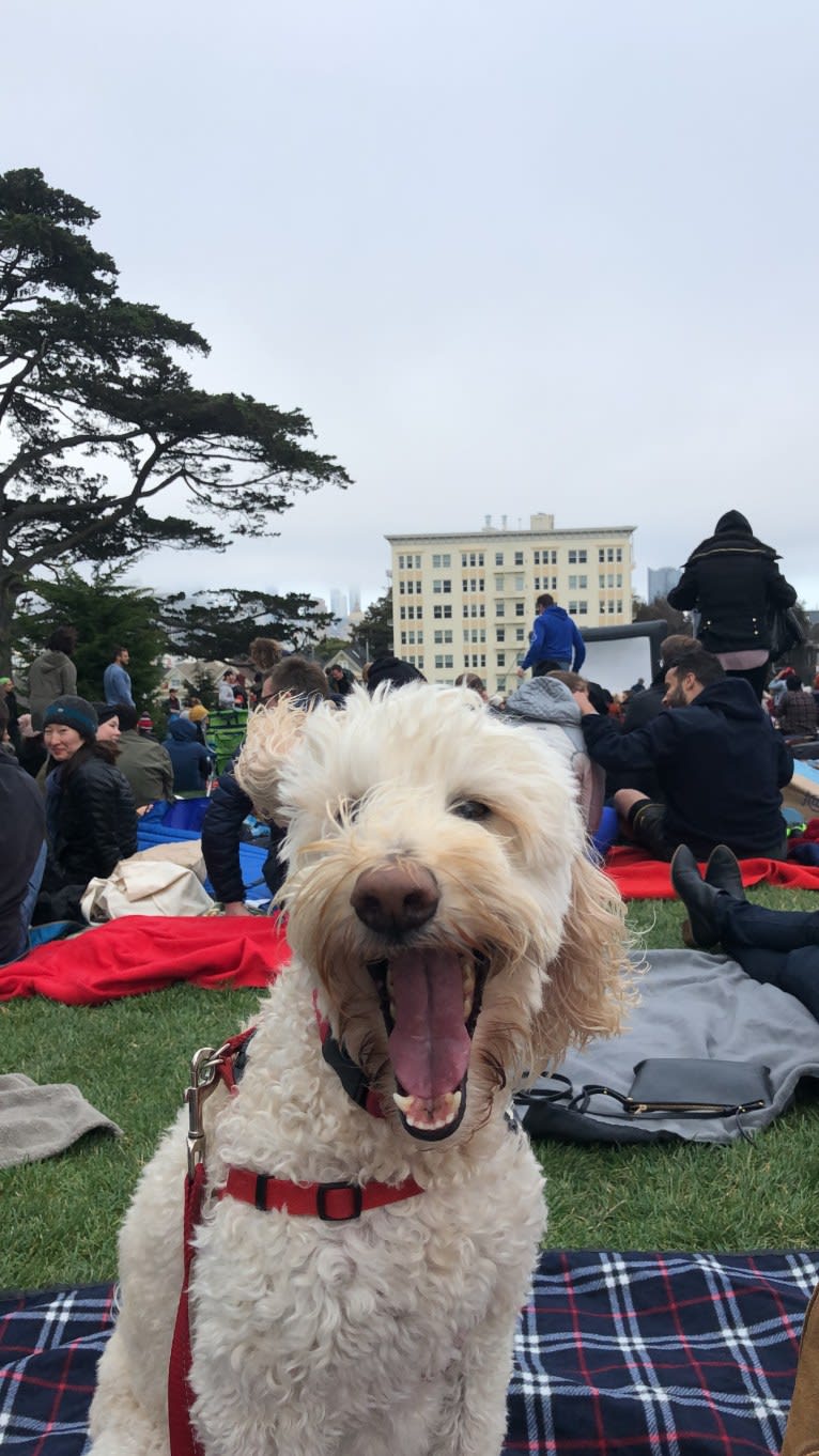 Nala, a Goldendoodle tested with EmbarkVet.com