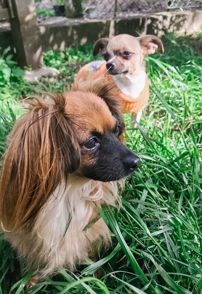 Finn, a Chihuahua and Dachshund mix tested with EmbarkVet.com