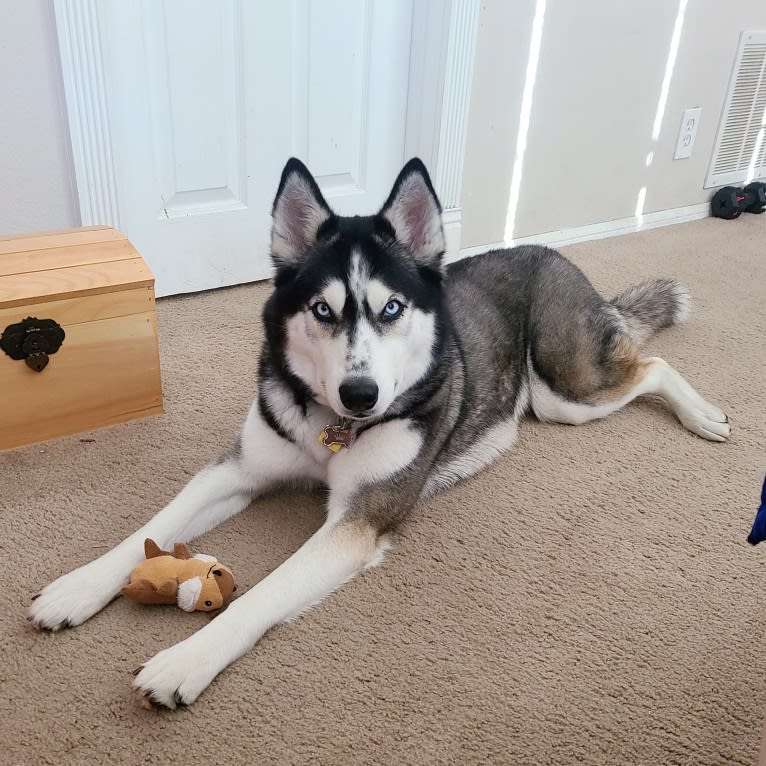 Teyla, a Siberian Husky tested with EmbarkVet.com