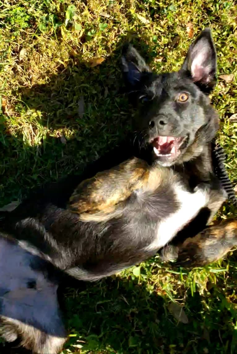 Loki, a German Shepherd Dog and American Pit Bull Terrier mix tested with EmbarkVet.com