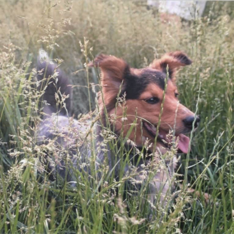 Joon, a Shetland Sheepdog and Australian Cattle Dog mix tested with EmbarkVet.com