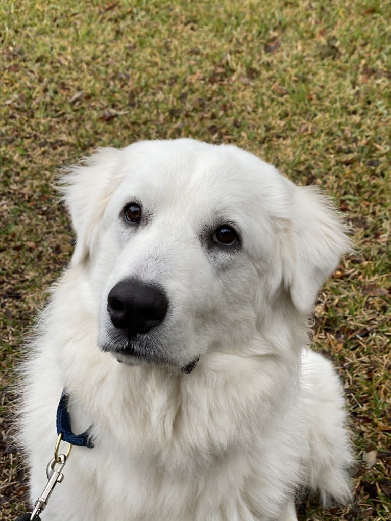 Bentley, a Great Pyrenees tested with EmbarkVet.com