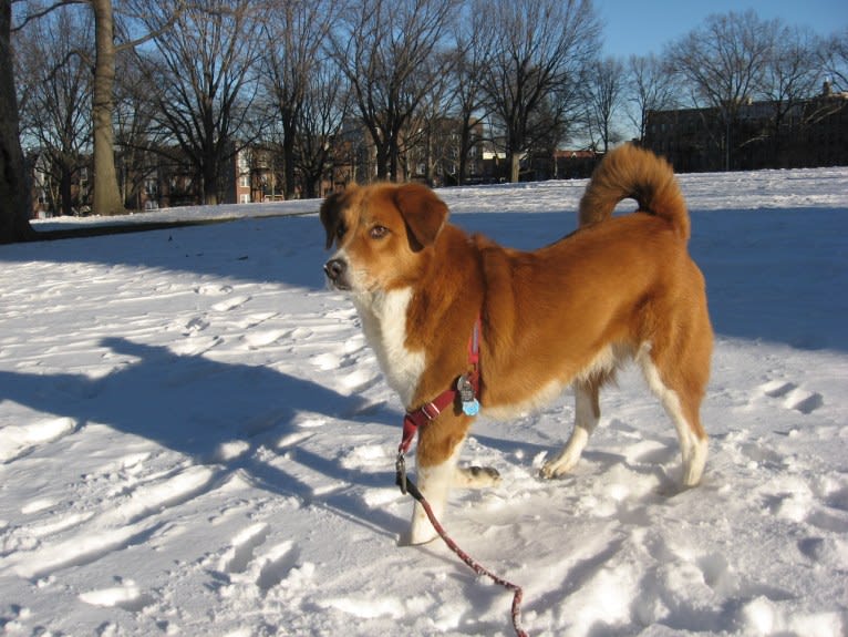 Bentley, a Chow Chow and Labrador Retriever mix tested with EmbarkVet.com