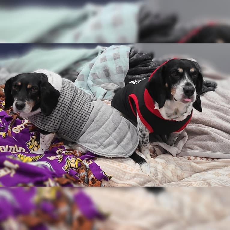 Donnie, a Beagle tested with EmbarkVet.com