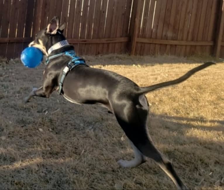 Loki, an American Pit Bull Terrier and German Shepherd Dog mix tested with EmbarkVet.com