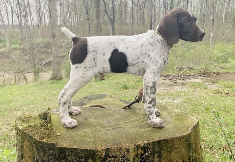 Jack, a German Shorthaired Pointer tested with EmbarkVet.com