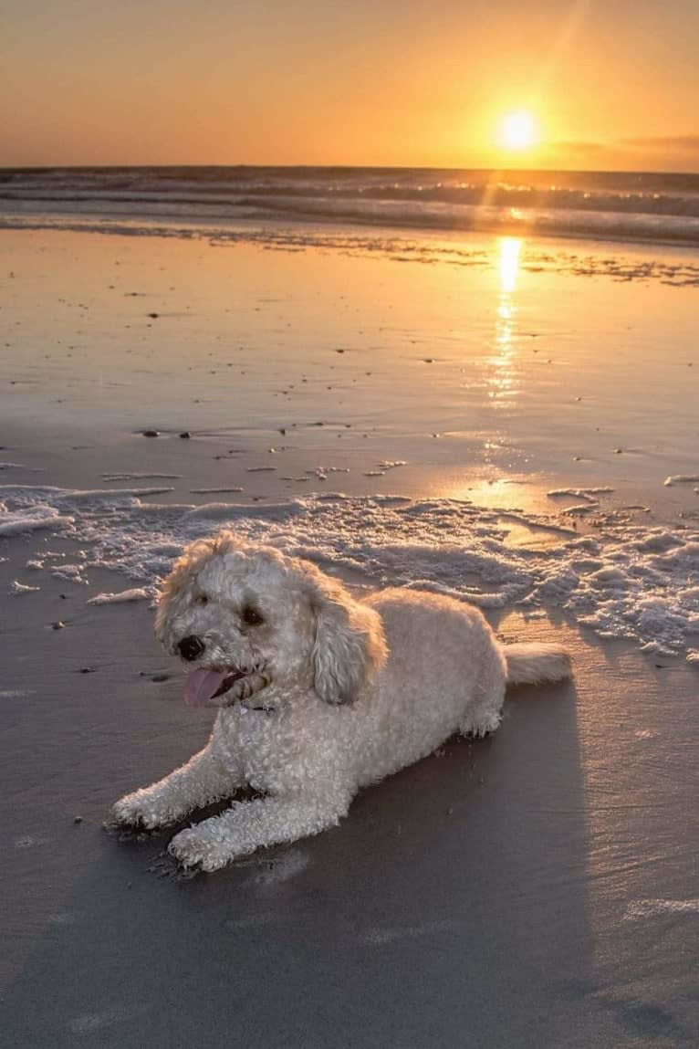 Opee, a Poodle (Small) and Chihuahua mix tested with EmbarkVet.com