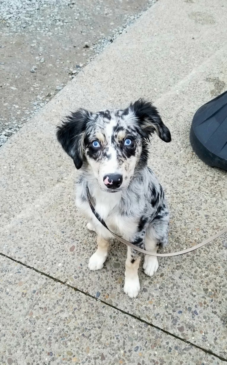 Willow, an Australian Shepherd and Miniature/MAS-type Australian Shepherd mix tested with EmbarkVet.com