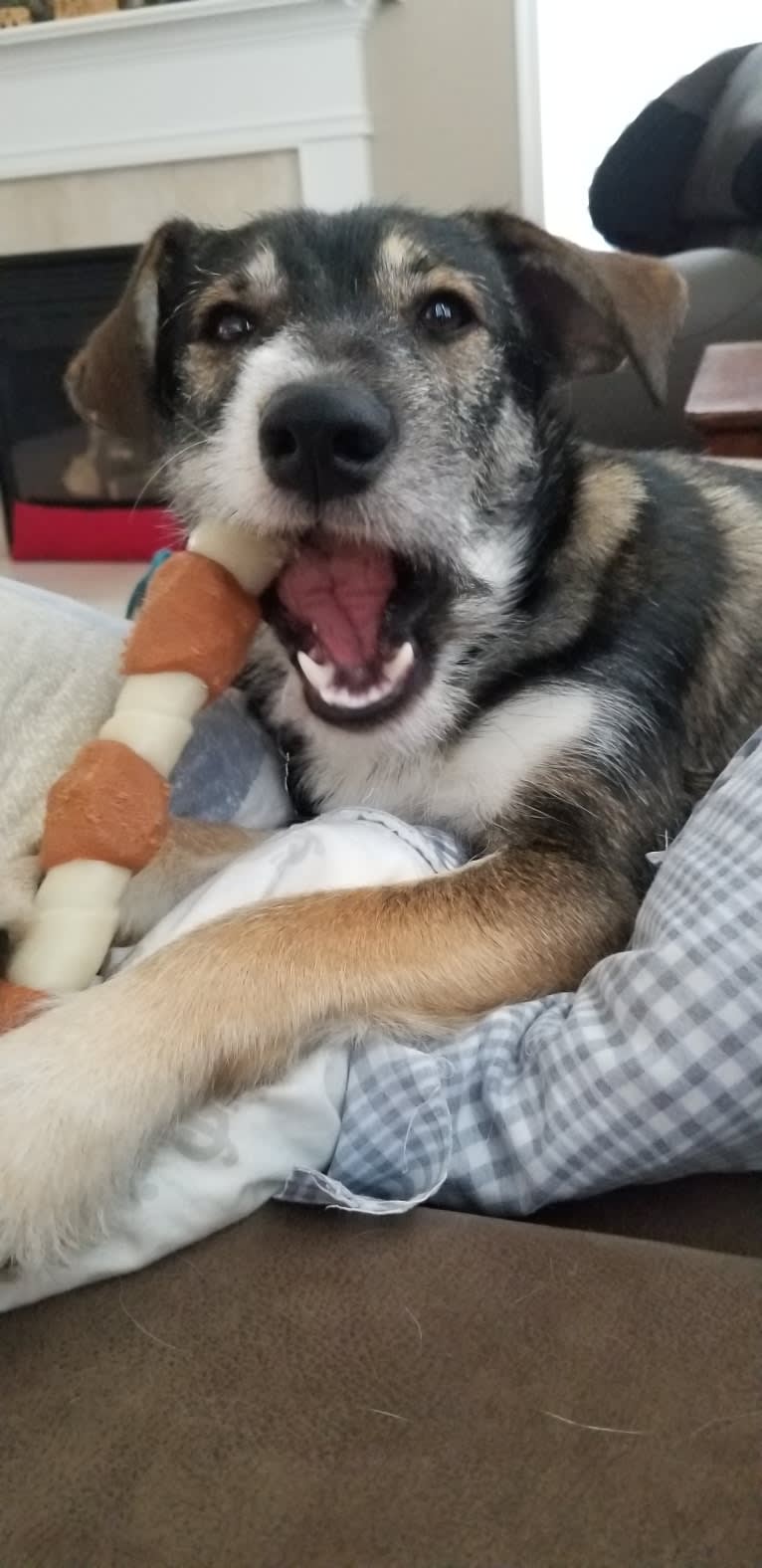 Dexter, a Miniature Schnauzer and Australian Cattle Dog mix tested with EmbarkVet.com