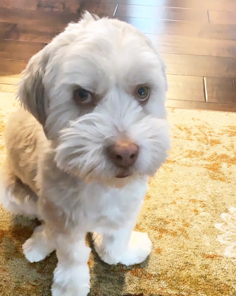 Jaydee, a Shih Tzu and Australian Shepherd mix tested with EmbarkVet.com