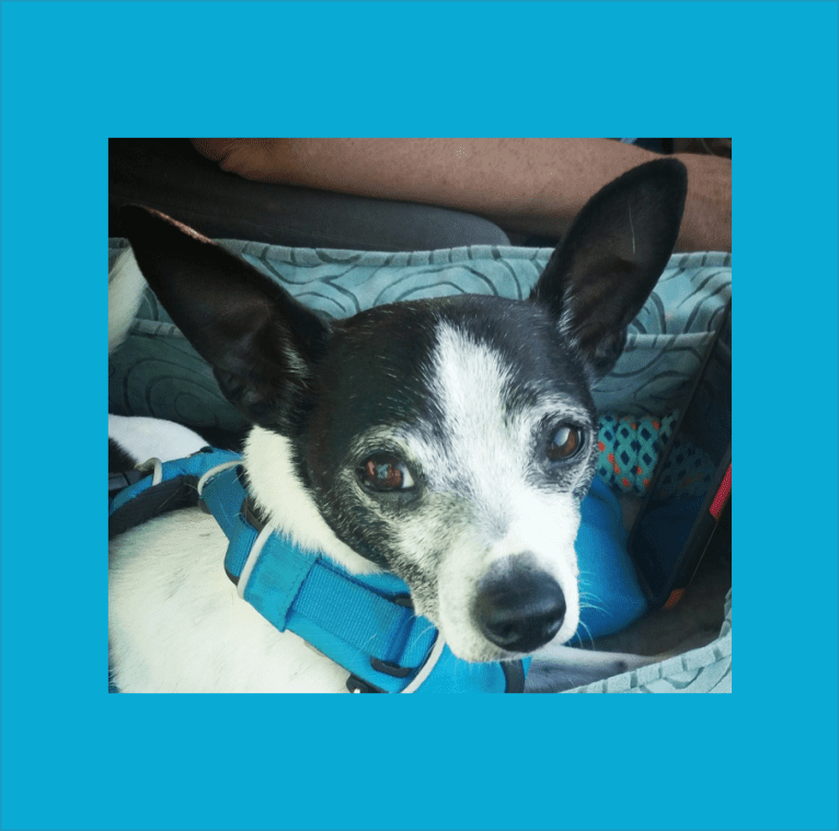 Topper, a Chihuahua tested with EmbarkVet.com