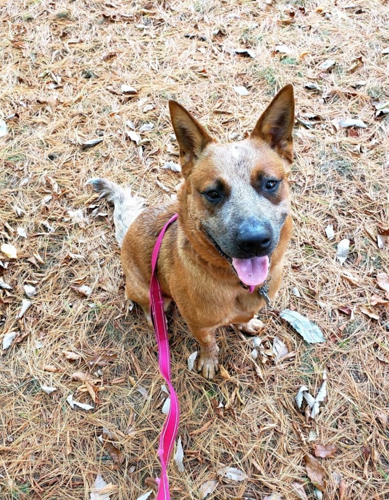 Delta, an Australian Cattle Dog tested with EmbarkVet.com