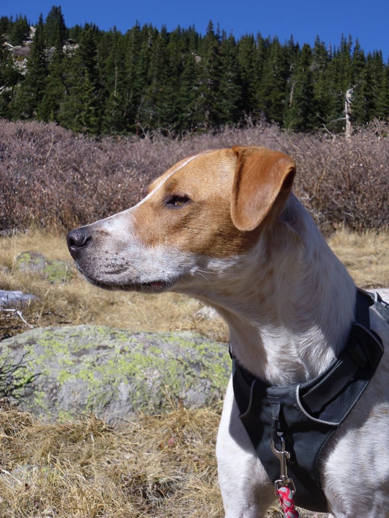 Puck, an Australian Cattle Dog and American Pit Bull Terrier mix tested with EmbarkVet.com