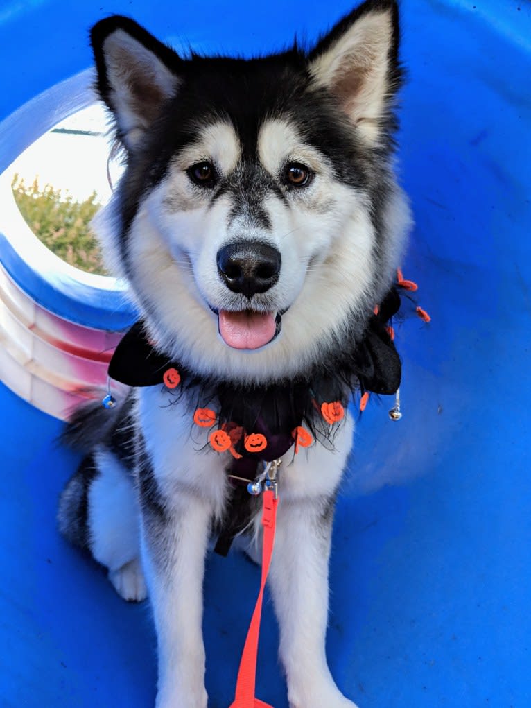 Luna, an Alaskan Malamute tested with EmbarkVet.com