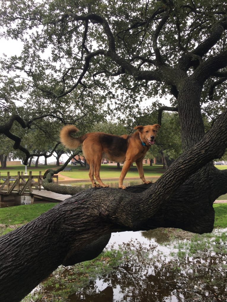 Rambo, a Labrador Retriever and Golden Retriever mix tested with EmbarkVet.com