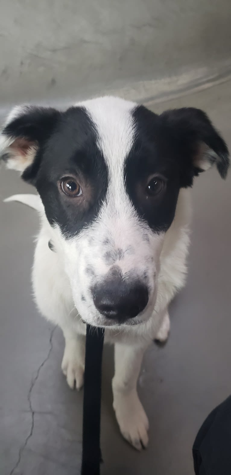 Embark Dog DNA Test Oliver gallery
