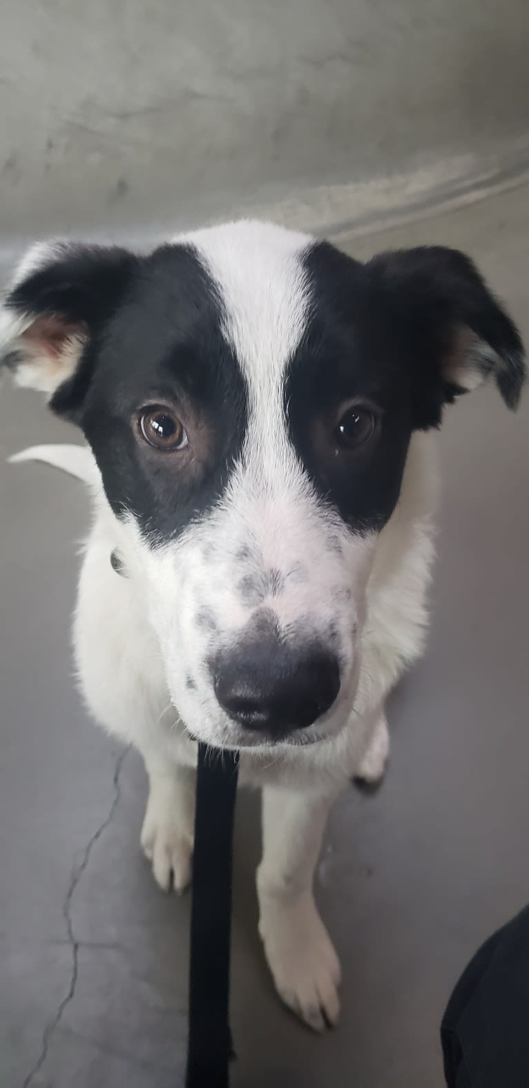 Oliver, a Great Pyrenees and Anatolian Shepherd Dog mix tested with EmbarkVet.com