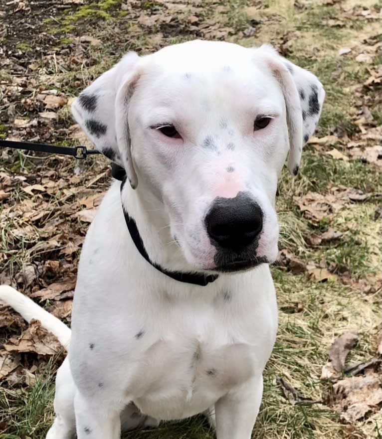 Dylan, an American Bully and Great Pyrenees mix tested with EmbarkVet.com