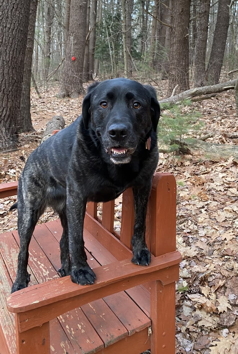 Ula, a Labrador Retriever and Saint Bernard mix tested with EmbarkVet.com