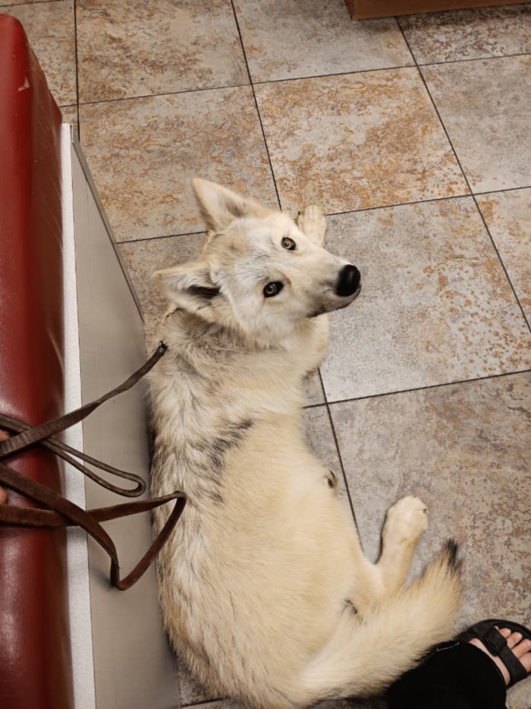 Valefor a dog tested with EmbarkVet.com