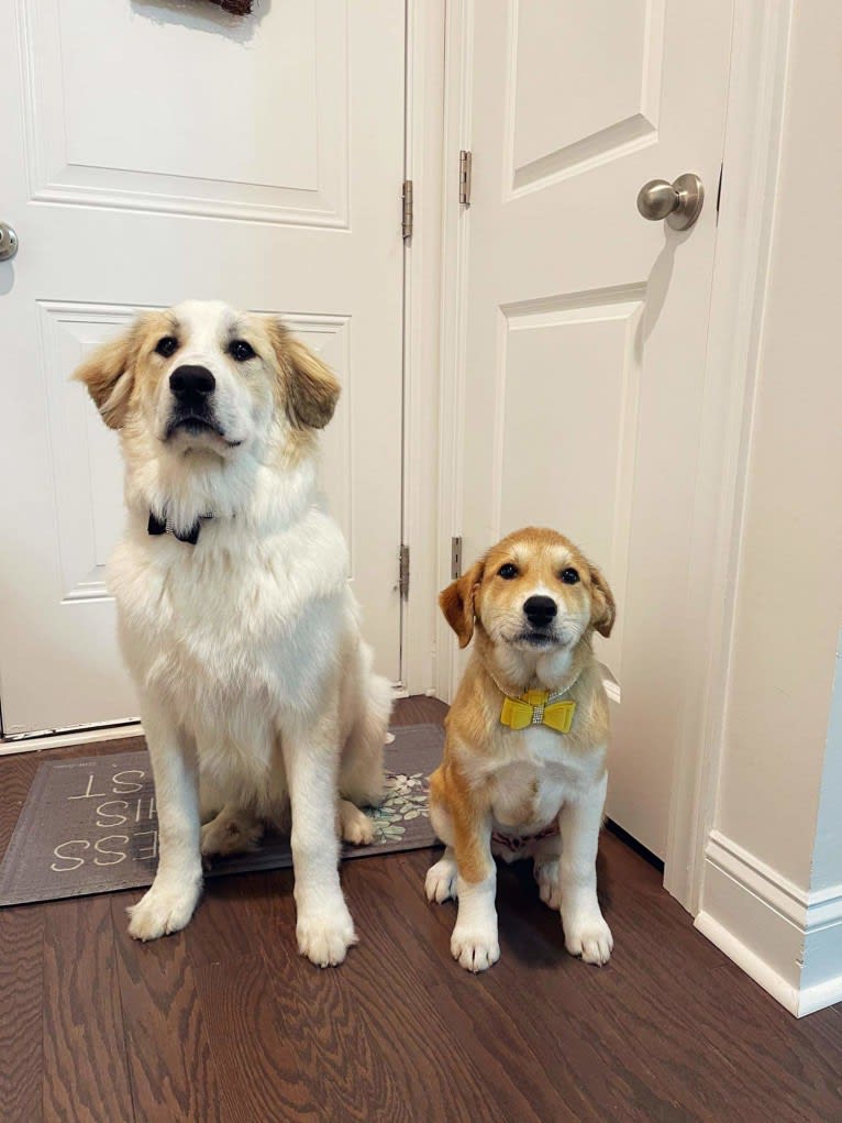 Dior, a Great Pyrenees tested with EmbarkVet.com