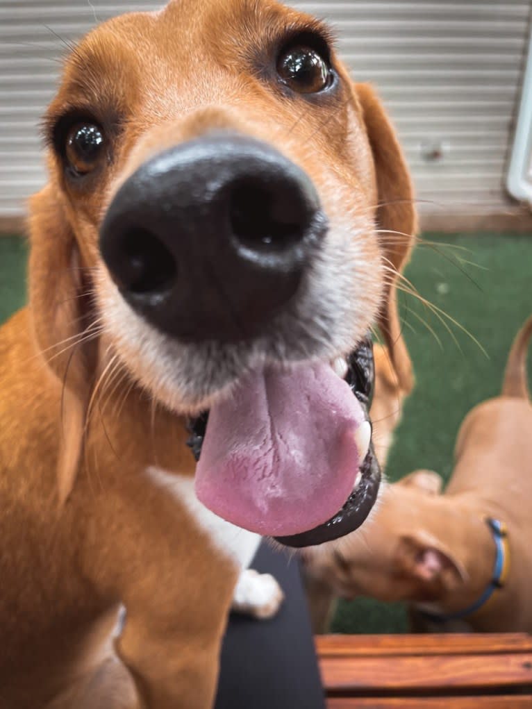 Dublin, a Beagle tested with EmbarkVet.com