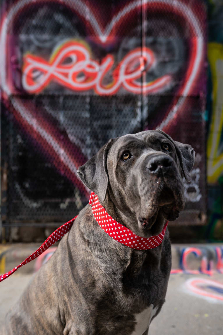 Bronson, a Cane Corso tested with EmbarkVet.com