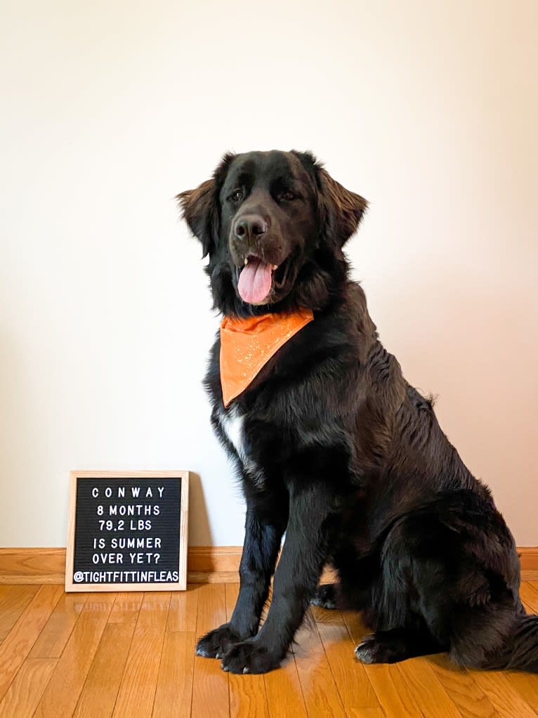 Conway, a Golden Retriever and Great Pyrenees mix tested with EmbarkVet.com