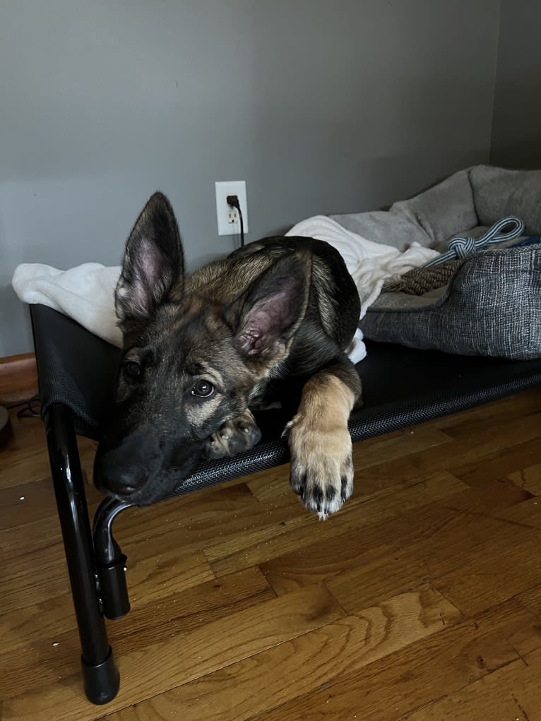 Manfred Von Rexroad, a German Shepherd Dog and American Pit Bull Terrier mix tested with EmbarkVet.com