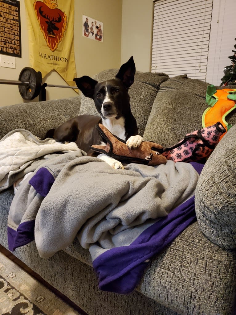 Jaci, a Rat Terrier and Collie mix tested with EmbarkVet.com