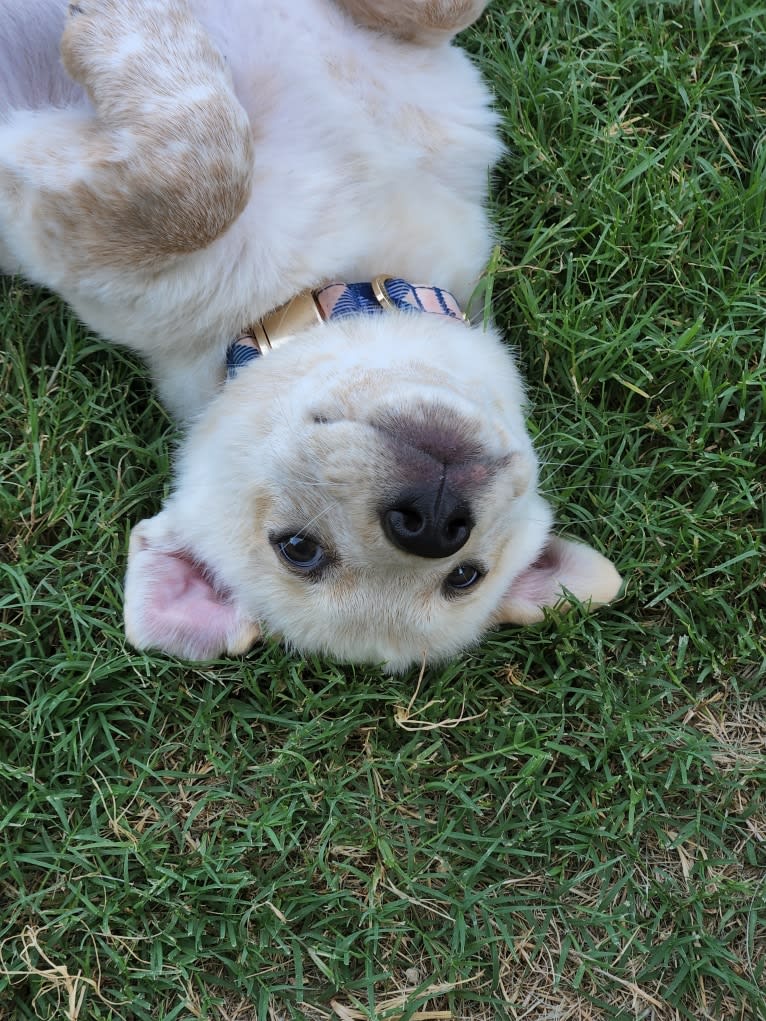 Luigi, an Australian Cattle Dog and Chihuahua mix tested with EmbarkVet.com