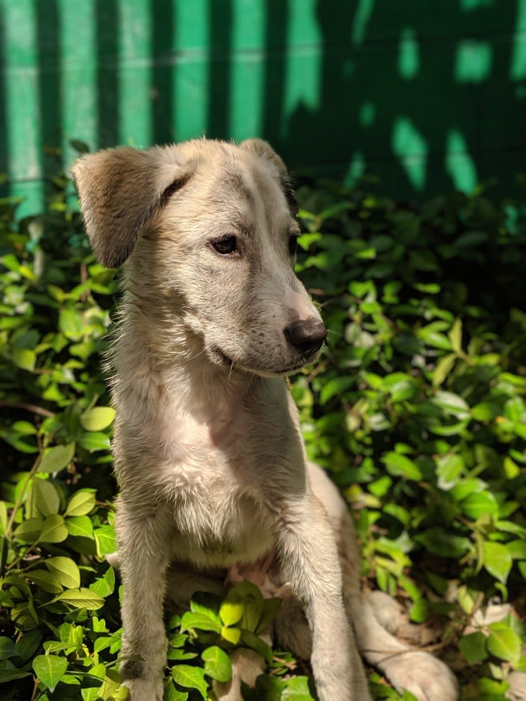 Juno, a Labrador Retriever and Siberian Husky mix tested with EmbarkVet.com