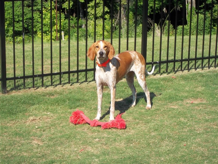Joanna, an American English Coonhound tested with EmbarkVet.com