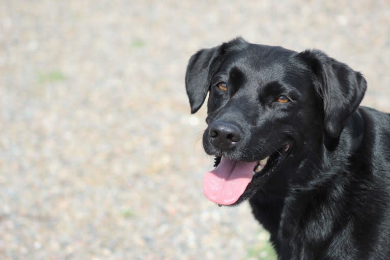 Izzy, a Labrador Retriever and Siberian Husky mix tested with EmbarkVet.com