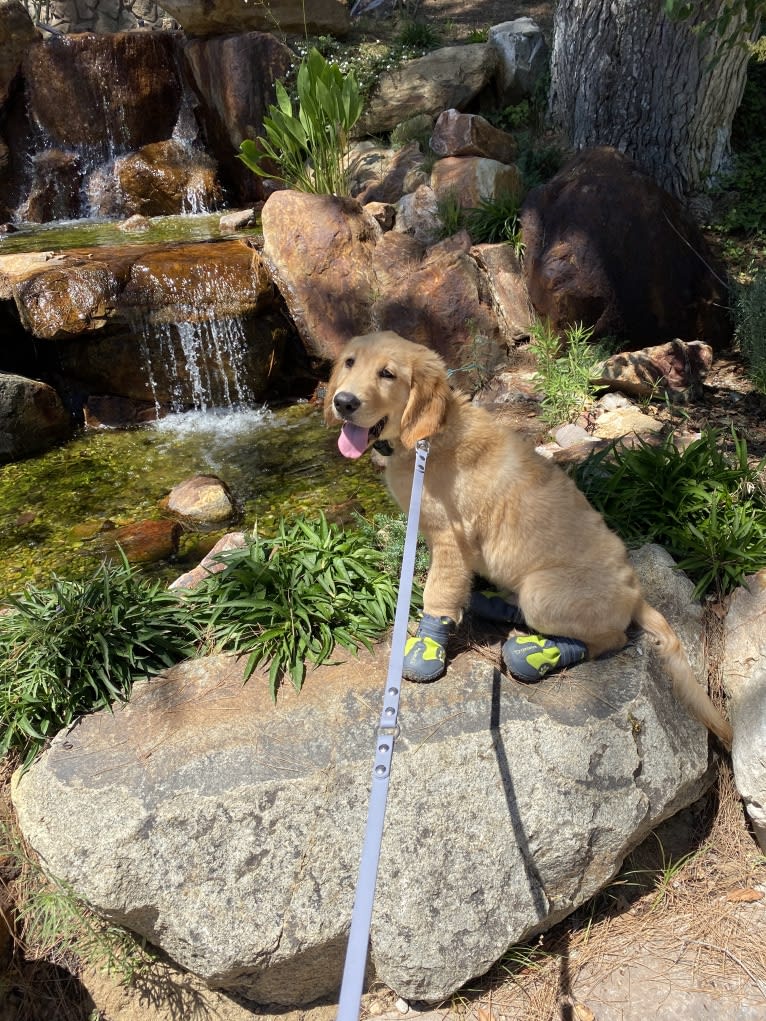 Echo, a Golden Retriever and Labrador Retriever mix tested with EmbarkVet.com