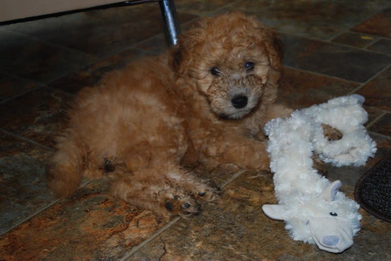 Fig, a Soft Coated Wheaten Terrier and Miniature Schnauzer mix tested with EmbarkVet.com