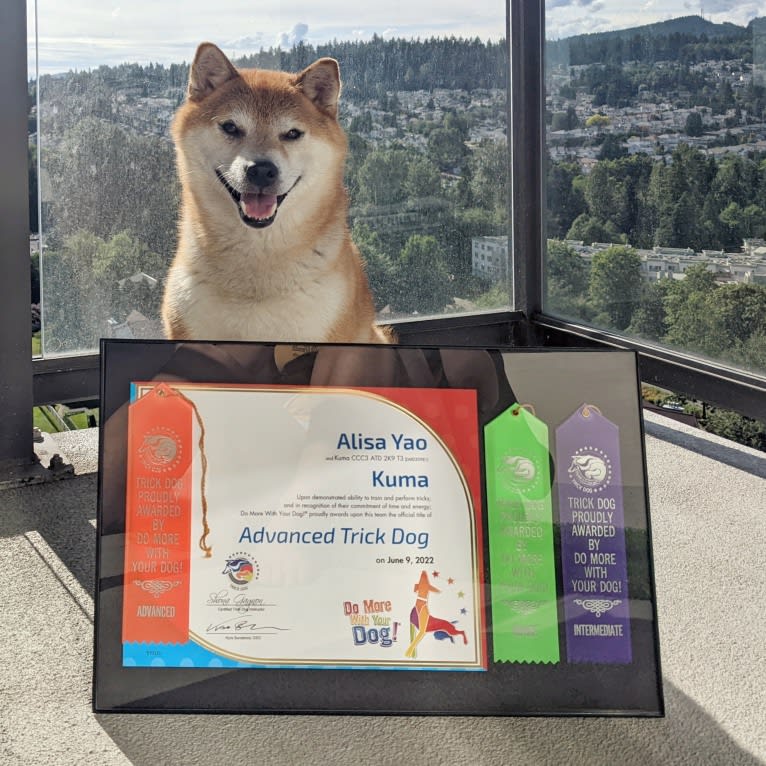 Kuma, a Shiba Inu tested with EmbarkVet.com