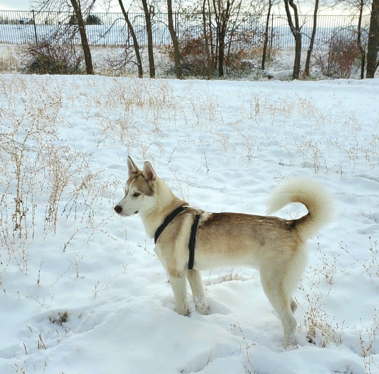 Kody Chasky, a Siberian Husky and American Pit Bull Terrier mix tested with EmbarkVet.com