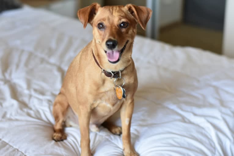 Jack, a Miniature Pinscher and Poodle (Small) mix tested with EmbarkVet.com