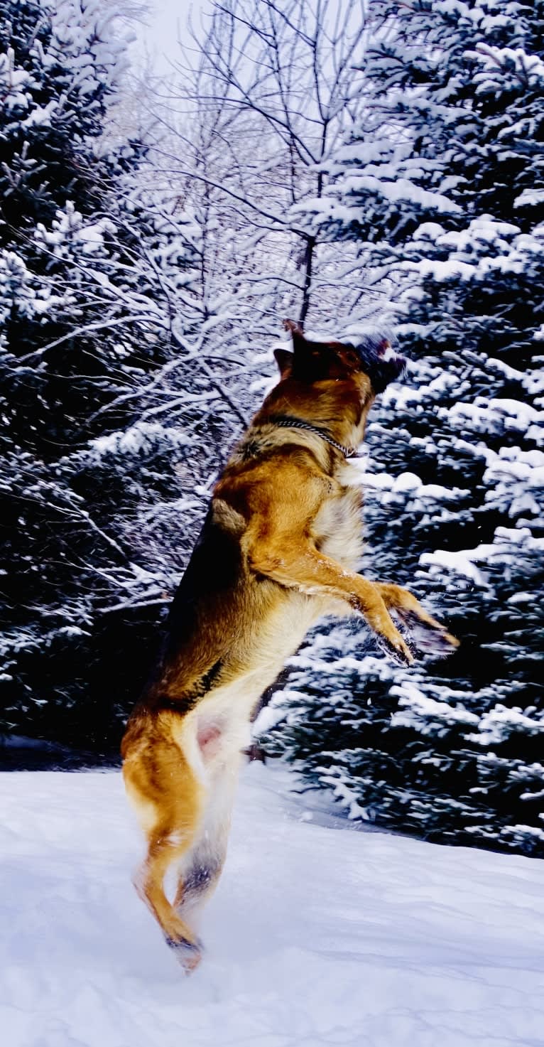 Zues, a German Shepherd Dog tested with EmbarkVet.com
