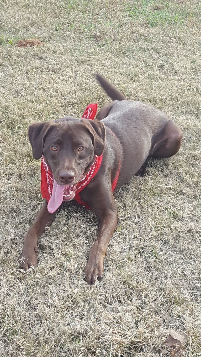 Rosco, a Labrador Retriever and Great Pyrenees mix tested with EmbarkVet.com