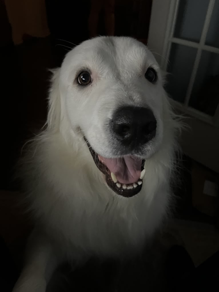 Bear, a Great Pyrenees and Labrador Retriever mix tested with EmbarkVet.com