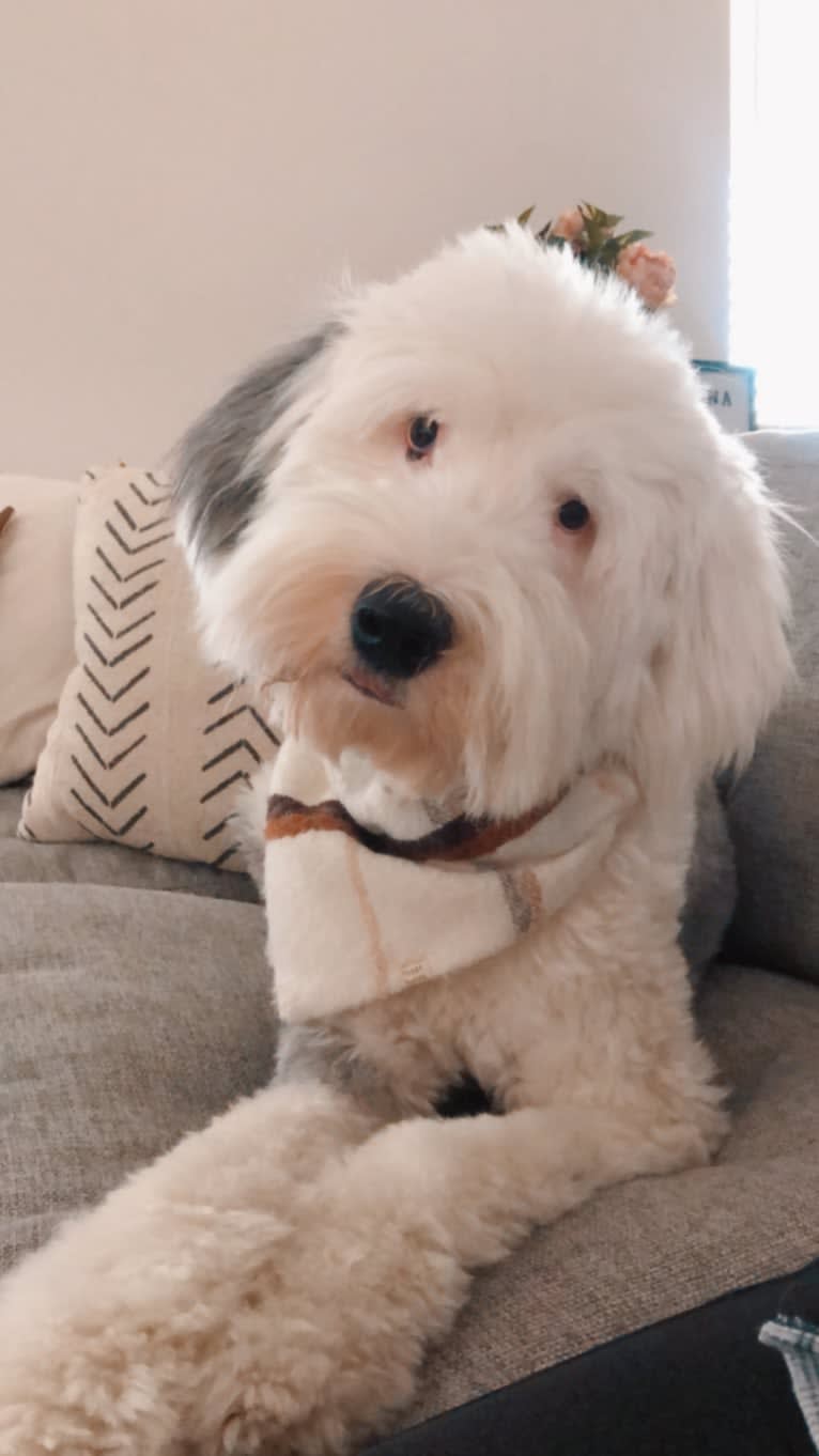 Howie, an Old English Sheepdog tested with EmbarkVet.com