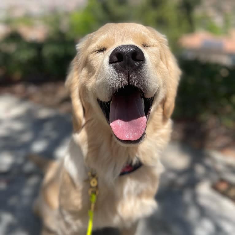 Selene, a Golden Retriever tested with EmbarkVet.com